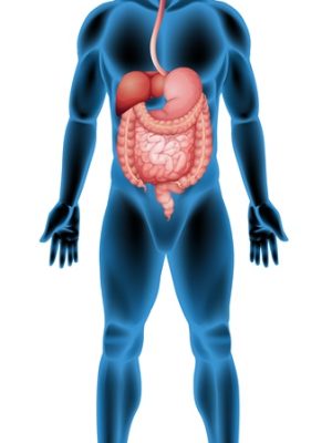 Illustration of the human digestive system