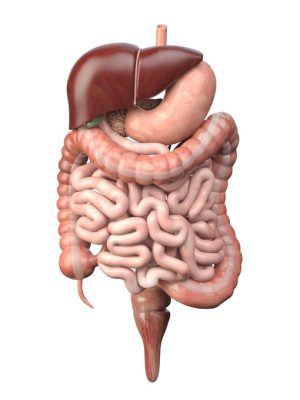 Human digestive system isolated on white background. Anatomy,  internal organs. 3d illustration