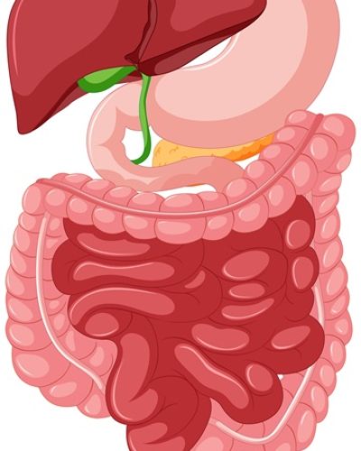 Gastrointestinal tract anatomy for education illustration